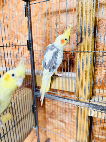 A pair of Cocktails