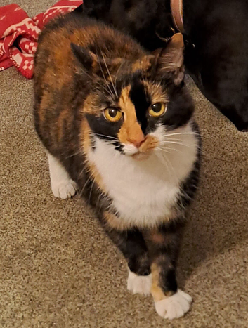 Missing Cat