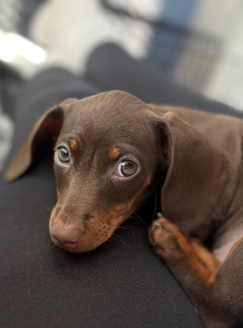7 month old mini daxie
