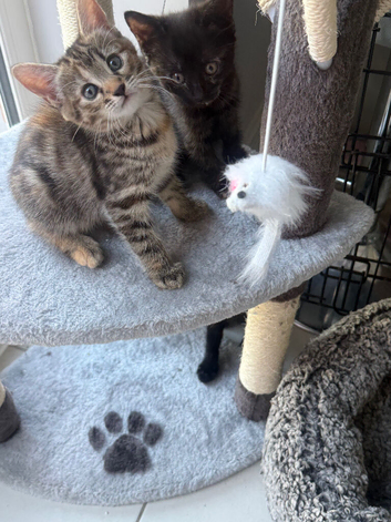 Tabby girl