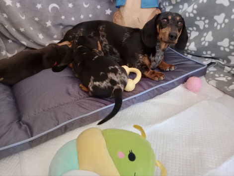 Mini dachshund
