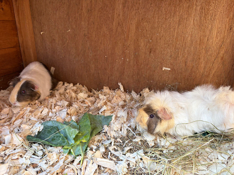 Retired sows