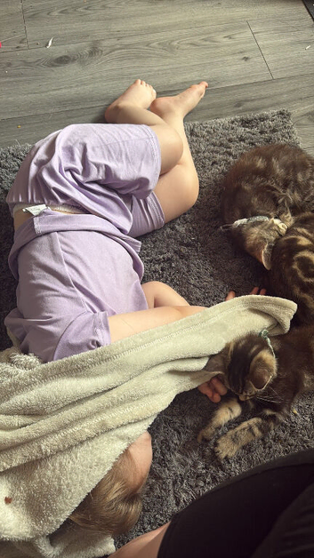 5 beautiful kittens