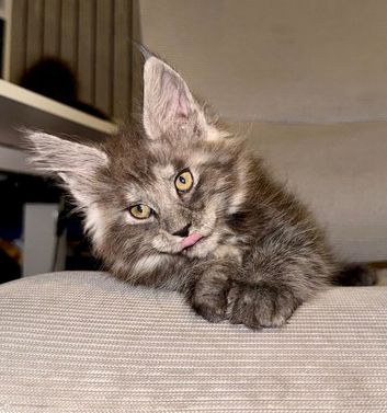 Stunning Maine Coon Kittens – Black Smoke & Blue Smoke – Health-Tested & TICA Registered