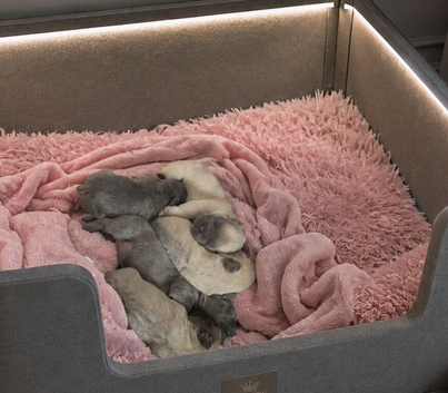 French Bulldog Puppies