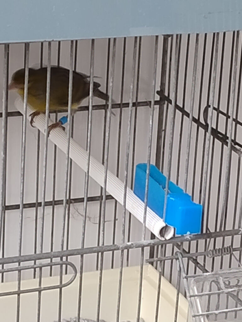 Raza canary cock x 4