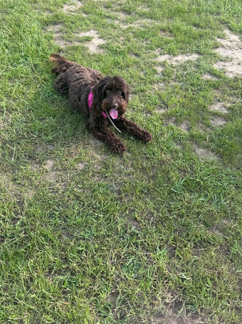 2 year old chocolate miniature cockapoo