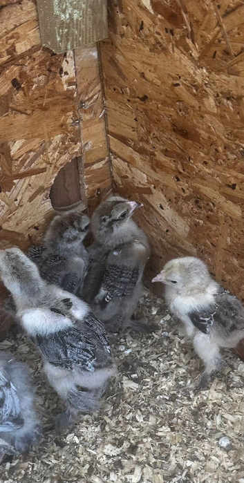 3 week old Brahmas