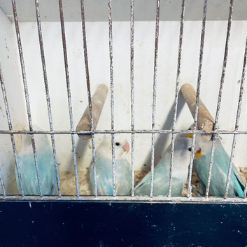 Love Birds for sale. Opaline Peach Faced.