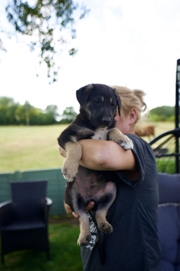 Beautiful FarmBred Shollie Puppies&ndash;Ready16thAugust