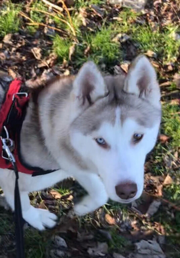 Beautiful female Siberian Husky