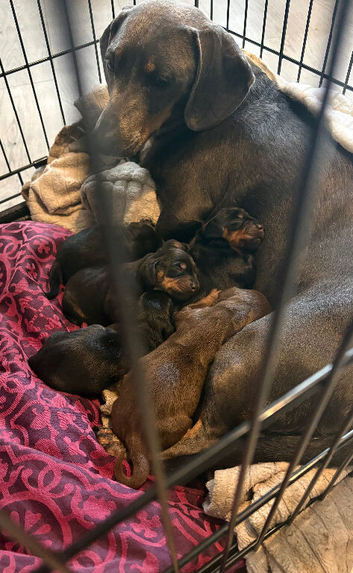 Beautiful dachshunds