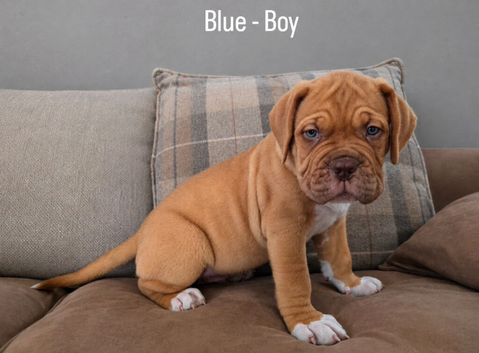 Beautiful Dogue de Bordeaux Puppies