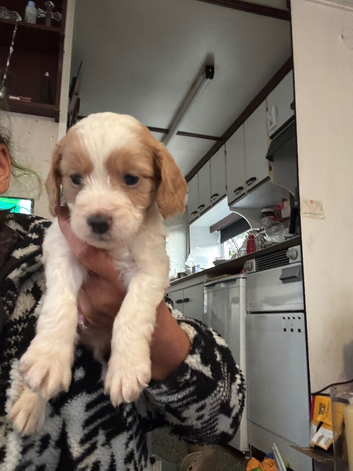 F1 Parti cockapoo 1 toffee boy 1 girl available