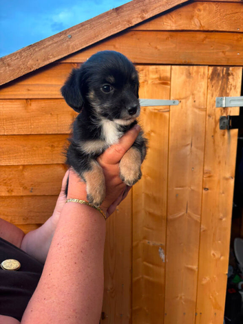 Yorkypoo puppies