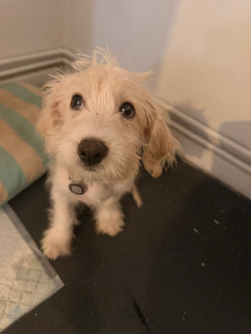 Jackapoo male