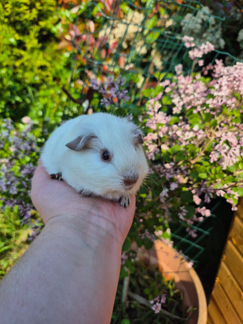 1 stunning baby boar guinea pig