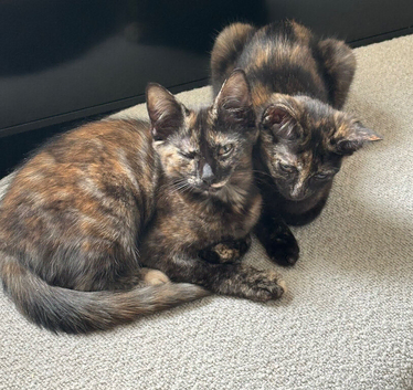 Beautiful Tortoiseshell Kittens Looking for Loving Homes