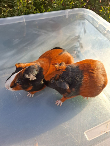 2 Female Guinea Pigs