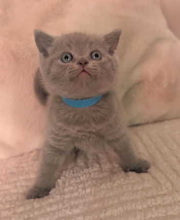 British short haired kittens for sale