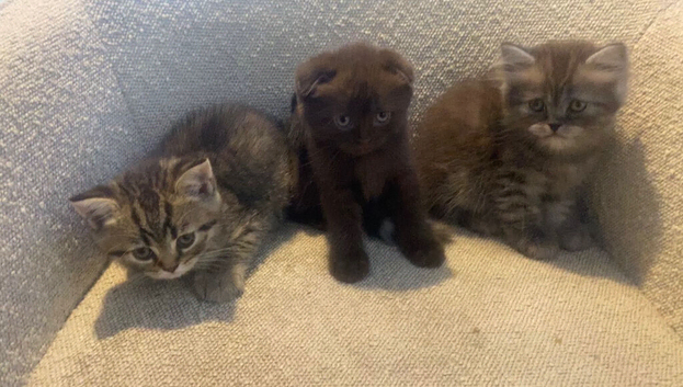 Scottish Fold x British Shorthair Kittens