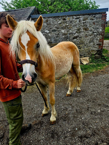 Registered Haflinger gelding