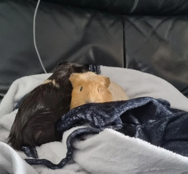 Lloyd & Cole - male piggies for rehome