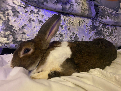 Female rabbit free