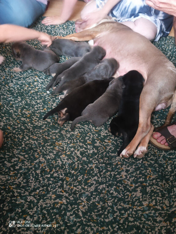 Stunning puppies ready to leave