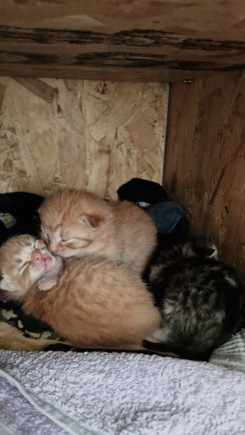 Lovely kittens for Sale