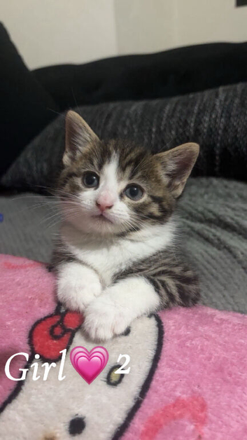 3 beautiful kittens in Bradford