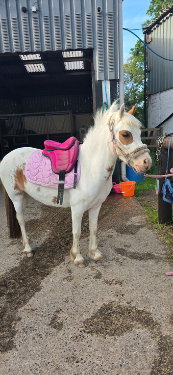 Coloured mare