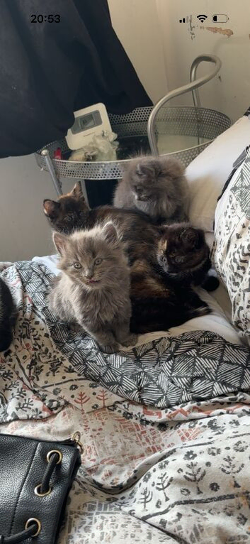 Kittens for sale