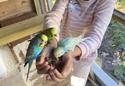 Budgies for sale