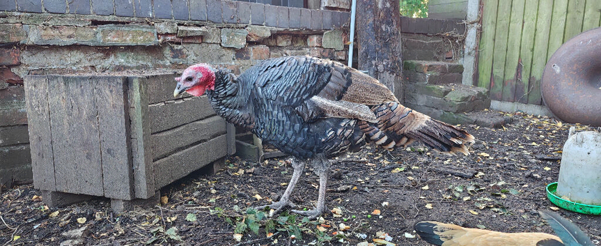 Norfolk black x Bourbon Red stag