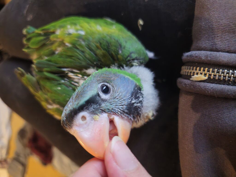 Baby hand reared Derbyan Parrot