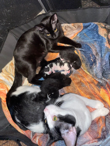 Kittens for sale