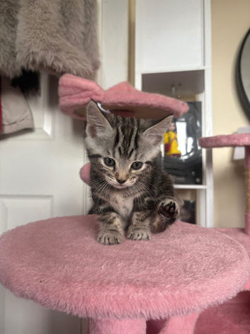 3 silver marble bengal cross kittens available!