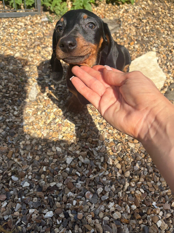 Duchshund puppy 16 weeks