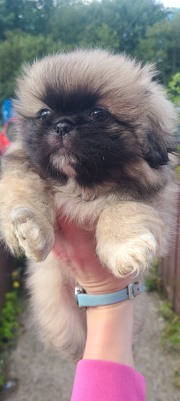 1 Pekingese Puppy
