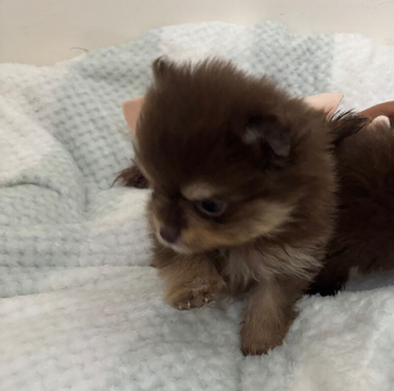 Panamanian pup
