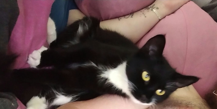 12 month female cat
