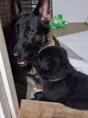Female German shepherd