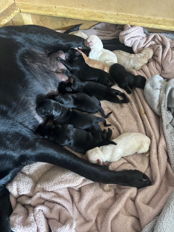 FEMALE PUP