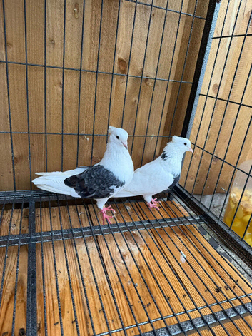 Hi everyone, I have a breeding pair of Iranian