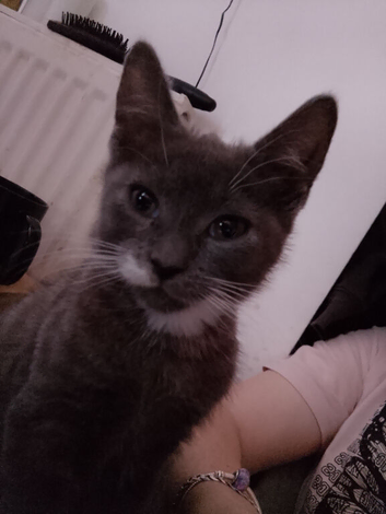 Grey little girl