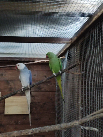 Ringneck