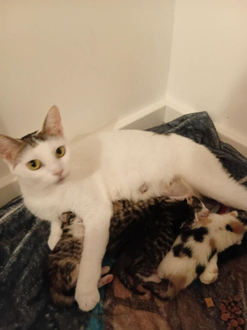 4 kittens looking for forever homes
