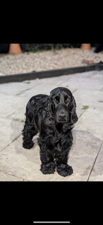 Female show type for sale.