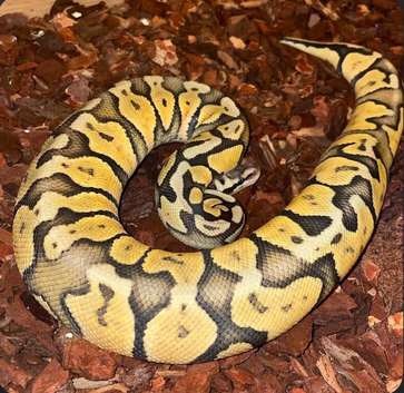 Super pastel ghost het toffee